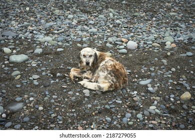 Sad Abandoned Or Lost Dog Waiting And Looking For Its Owner On A Pebble Seashore