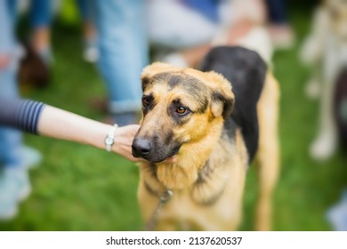 Sad Adult Dog With An Expressive Look From Shelter. Hand Of Girl Regret And Caress Dog. Dog Hopes To Have Owner. Loneliness, Uselessness, Social Problem, Homeless Animals, Adoption