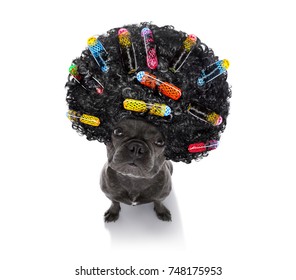 Sad Angry Dog With A Very Bad Curly  Hairdo, With  Hair  Rollers , Looking Up At You , Isolated On White