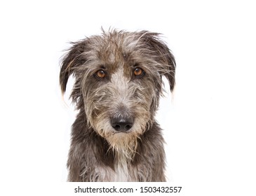 Sad, Angry Or Fear Dog Face Expression. Isolated On White Background.