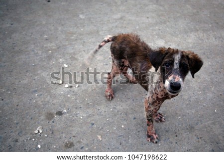 sad animal close up - young brown dog, with huge black sad eyes and skin problem, standing on a pavement, outside on a sunny day in Philippines, Asia