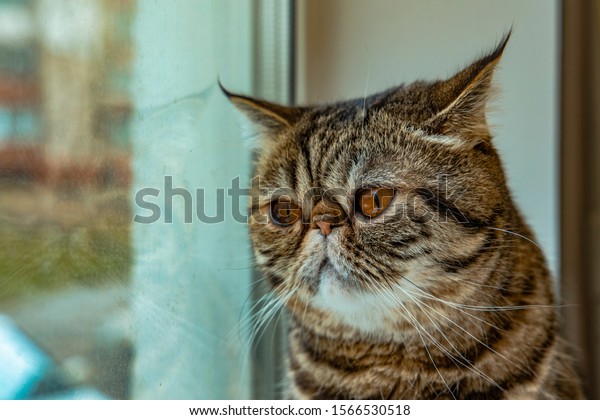 Cat Suspicious Look Stock Photo Shutterstock