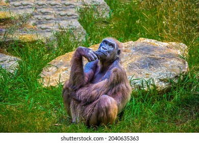 Sad ape sitting and thinking