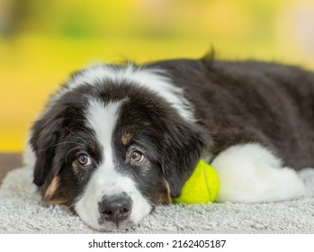 Sad Australian Shepherd Dog Lying  With Tennis Ball At Summer Park