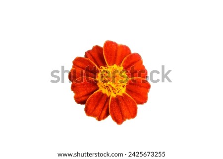 sad barga, gul e sad narga flower like marigold  floral, nature with green leaf beautiful, garden, background, romantic,that a Pakistani Flower in Winter like it guy Man woman lesbian and other person