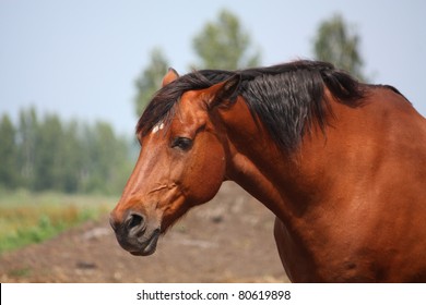 Sad Bay Horse Portrait