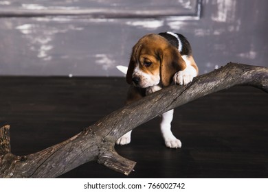 Sad Beagle Dog Playing With A Dry Branch. On Black Floor In Front Of Gray Wall. No People.