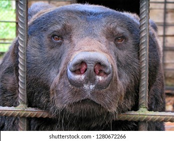 Sad Bear In Animal Cage. Carpathian Bear Captivity In Animal Zoo Behind Cage Bars. Portrait Of Brown Bear In Circus Cage For Animals. Wild Bear Stuck Nose Through Animal Cage Bars & Wants To Bee Free