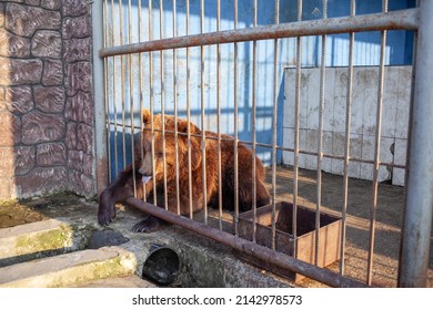 Sad Bear In Animal Cage At The Zoo. Wild Bear Stuck Nose Through Animal Cage Bars And Wants To Bee Free. Brown Bear Stuck His Face Out Of The Cage