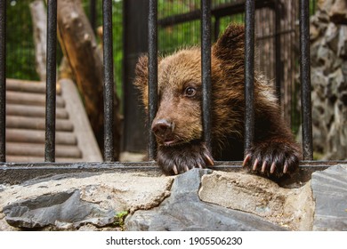 Sad bear cub in animal cage. Wild bear stuck nose through animal cage bars, wants to bee free. Carpathian bear captivity in animal zoo behind cage bars. Portrait brown bear in circus cage for animal.