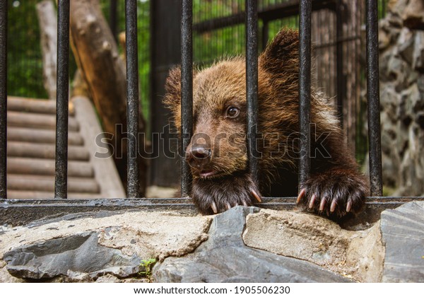 Sad bear cub in animal cage. Wild bear stuck nose\
through animal cage bars, wants to bee free. Carpathian bear\
captivity in animal zoo behind cage bars. Portrait brown bear in\
circus cage for animal.
