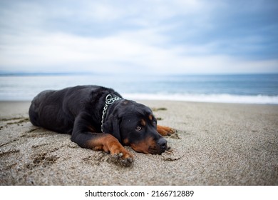 A Sad Beautiful Attentive Dog Of The Rottweiler Breed Lies On A Sandy Beach And Listens To The Sounds Around Him, Waiting For His Owner