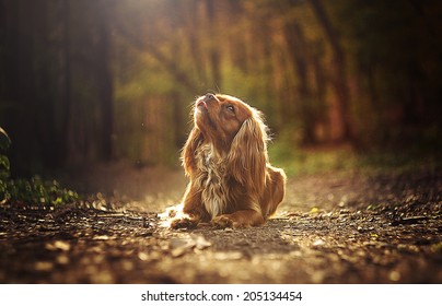 sad beautiful cavalier king charles spaniel is waiting at sunset
