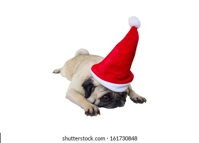 Sad Beige Pug Wearing Christmas Hat - Shutterstock ID 161730848