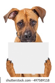 Sad Big Crossbreed Dog Holding Up Blank Sign With Paws. Isolated On White. 