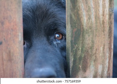 Sad Black Dog Eyes Between Bars. Animal Abuse Concept.