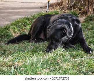 Sad Black Labrador Retriever Dog With Head Down Sniffing Grass Laying Down