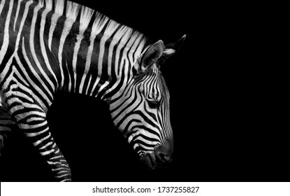 Sad Black And White Zebra Walking On The Black Background