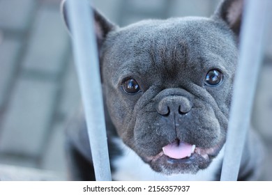 Sad Blu French Bulldog Cage Stock Photo 2156357937 | Shutterstock