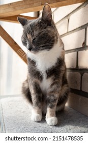 Sad, Bored Cat Lowered Its Head And Sits On A Felt Bedding, On A Balcony, Against A Brick Wall. 