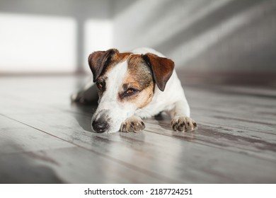Sad, Bored Dog Is Lying Alone On The Floor. Sick Dog Is Lying At Home