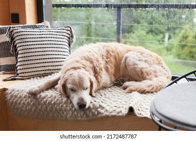 Sad bored golden retriever dog lying on hand-made authentic wool carpet and pillows near panoramic window in Scandinavian wooden cabin hotel or home. Rainy weather in mountains forest. Hygge concept. - Powered by Shutterstock