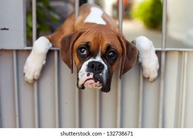 Sad Boxer Dog