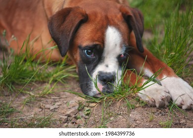 Sad Boxer Dog. Beautiful Dog With A Sad Look