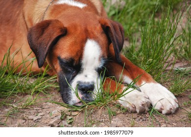 Sad Boxer Dog. Beautiful Dog With A Sad Look