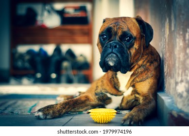 Sad Boxer Dog	In A Front Of House.