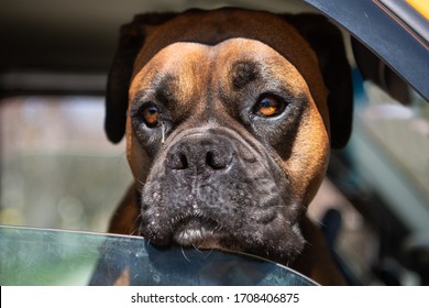 Sad Boxer Dog Looking Looking Out Car Window