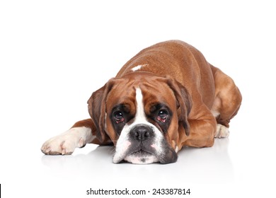 Sad Boxer Dog Lying Down On White Background