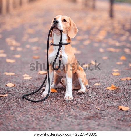 Sad brown beagle dog going for a walk with the leash