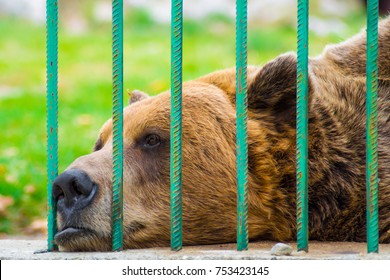 Sad Brown Bear Looking Through The Bars Of A Cage In The Zoo. Captivity, Animal Rights, Cruelty, Sadness, Unhappy, Prison, Survival.