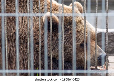 Sad Brown Bear Sleeping In A Cage With A Piece Of Fish Near The Mouth, Close Up, Wild Animal In Captivity 