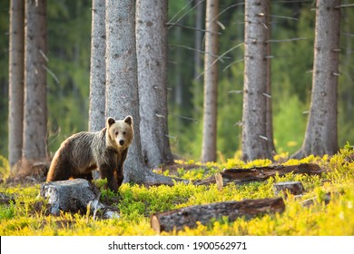 Sad Brown Bear, Ursus Arctos, Looking At The Stump And Cut Down Tree With Copy Space. Concept Of Animal Wildlife Loosing Habitat Because Of Deforestation.