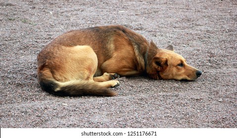 Sad brown dog lying on the sand