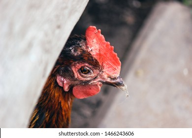 Sad Brown Hen Detail. Unhealty Looking Chicken. Animal Abuse, Cruelty To Animals. Chicken Diseases, Mildew On Head. Chicken Cages, Free Range Chickens