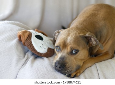 Sad Brown Pitbull Dog with Favorite Dog Toy - Shutterstock ID 1738874621