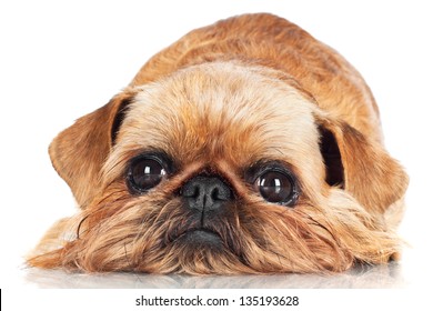 Sad Brussels Griffon Dog