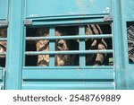 A sad bull in a truck trailer. Close up of dirty and exhausted bulls and cows in cage trailer. Transporting livestock to the slaughterhouse. Sad bulls eyes. Transport of animals in bad conditions. 