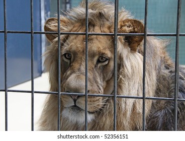 3,981 Lion cage Images, Stock Photos & Vectors | Shutterstock