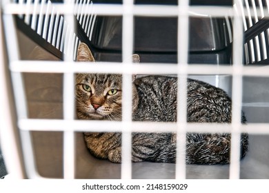 2,203 Cat Behind Bars Images, Stock Photos & Vectors | Shutterstock