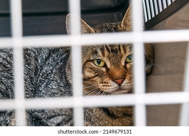 Sad Cat Behind Bars, Closed In Transport Box, Cage Or Pet Carrier. Homeless Pets And Veterinary Concept.  Defocused Foreground. Selective Focus.