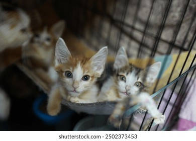 Sad cat in a cage. Homeless cat in a shelter