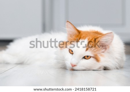 sad cat lies on the floor at home. the cat is in a bad mood. the cat lay down on the floor