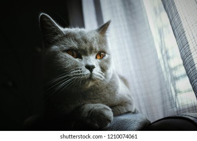 Sad Cat Is Looking Out The Window, Longing Pet. Pet Home Alone Waiting For The Owner.