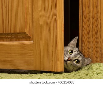 Kitten Door Stock Photos Images Photography Shutterstock
