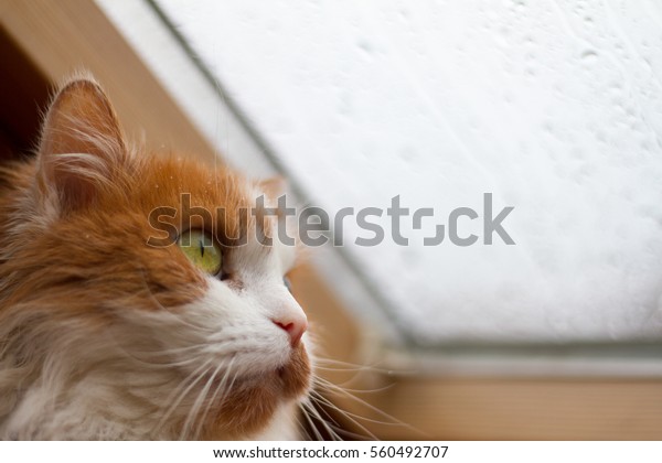 Sad\
cat looking of the window outside on the snowy\
street