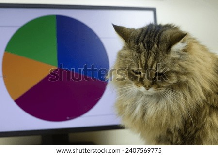 Sad cat office worker with a downcast look at work is upset by the results of financial activities on a chart. Profit infographic upset working cat